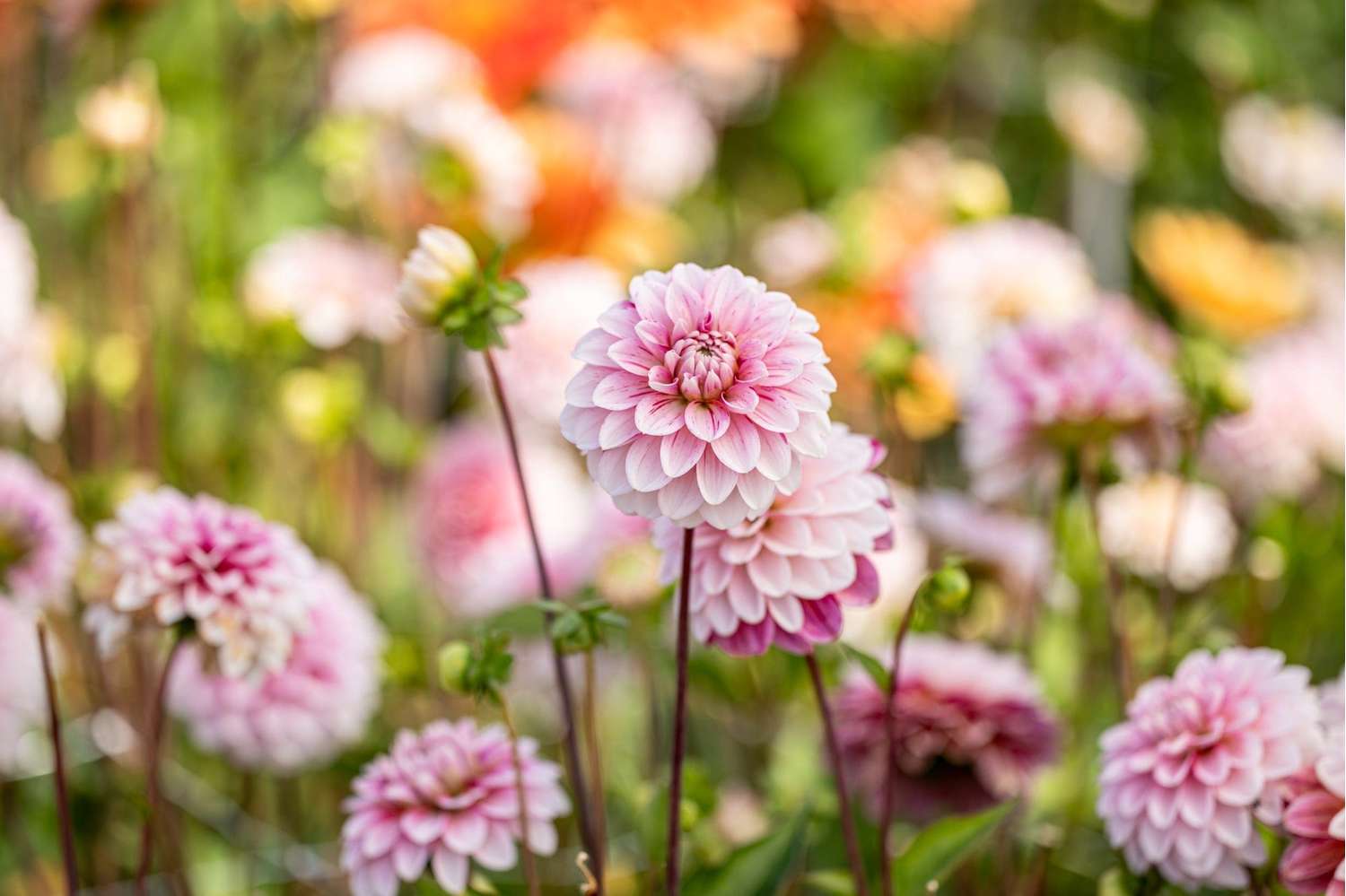 Dahlie 'Strawberry Cream'